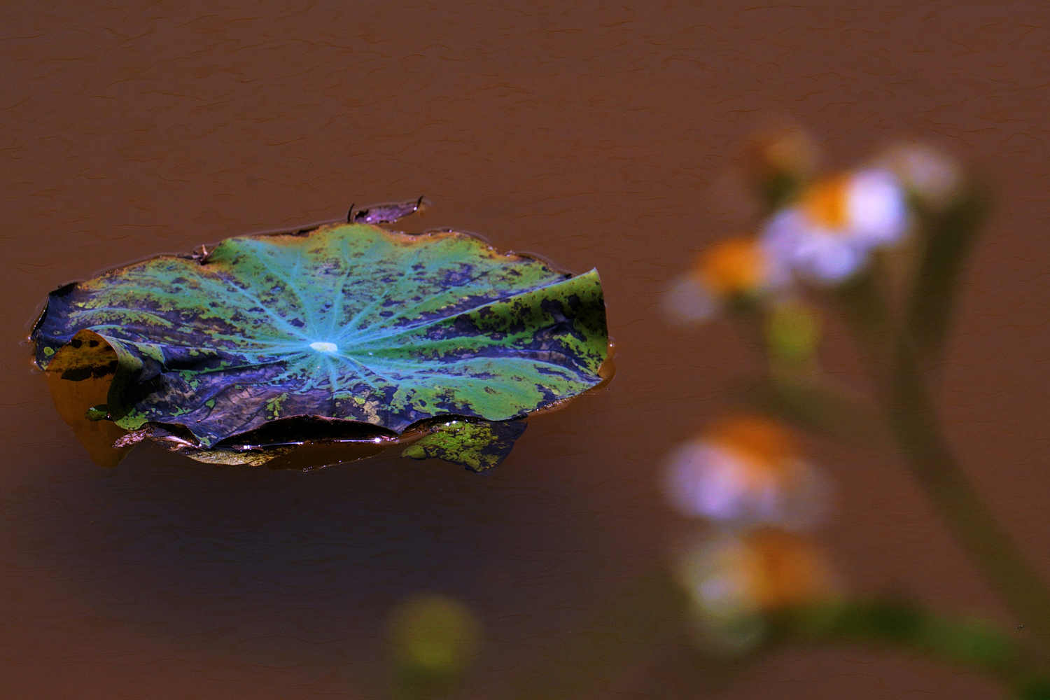 陳永鑑_荷花作品_20250816e.JPG