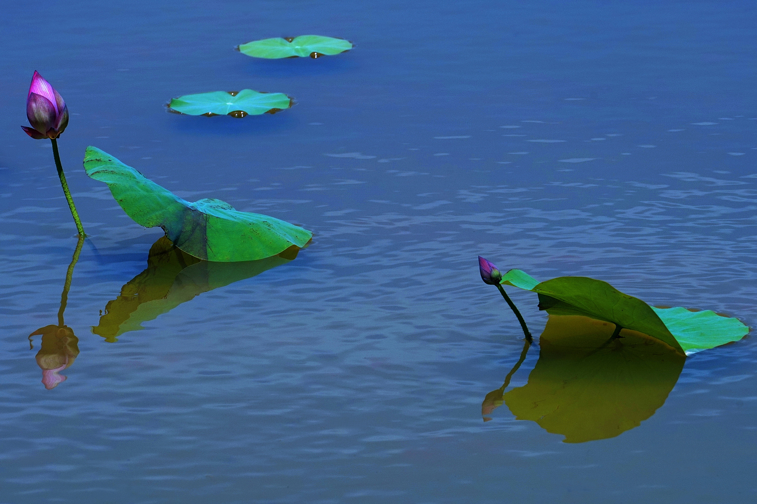 陳永鑑_荷花作品_20250818e.JPG