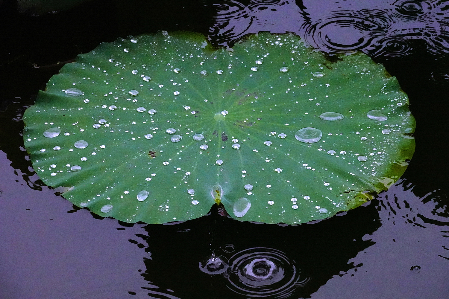 陳永鑑_荷花作品_20250818a.JPG