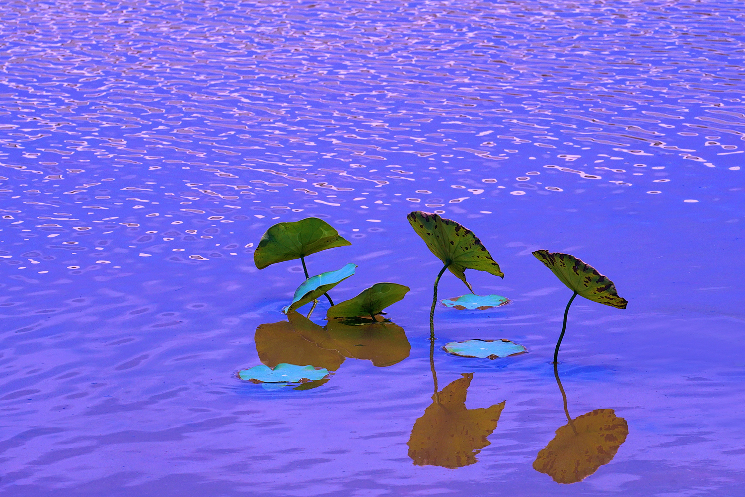 陳永鑑_荷花作品_20250818l.JPG