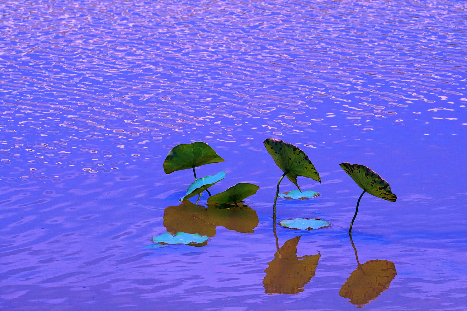 陳永鑑_荷花作品_20250818j.JPG