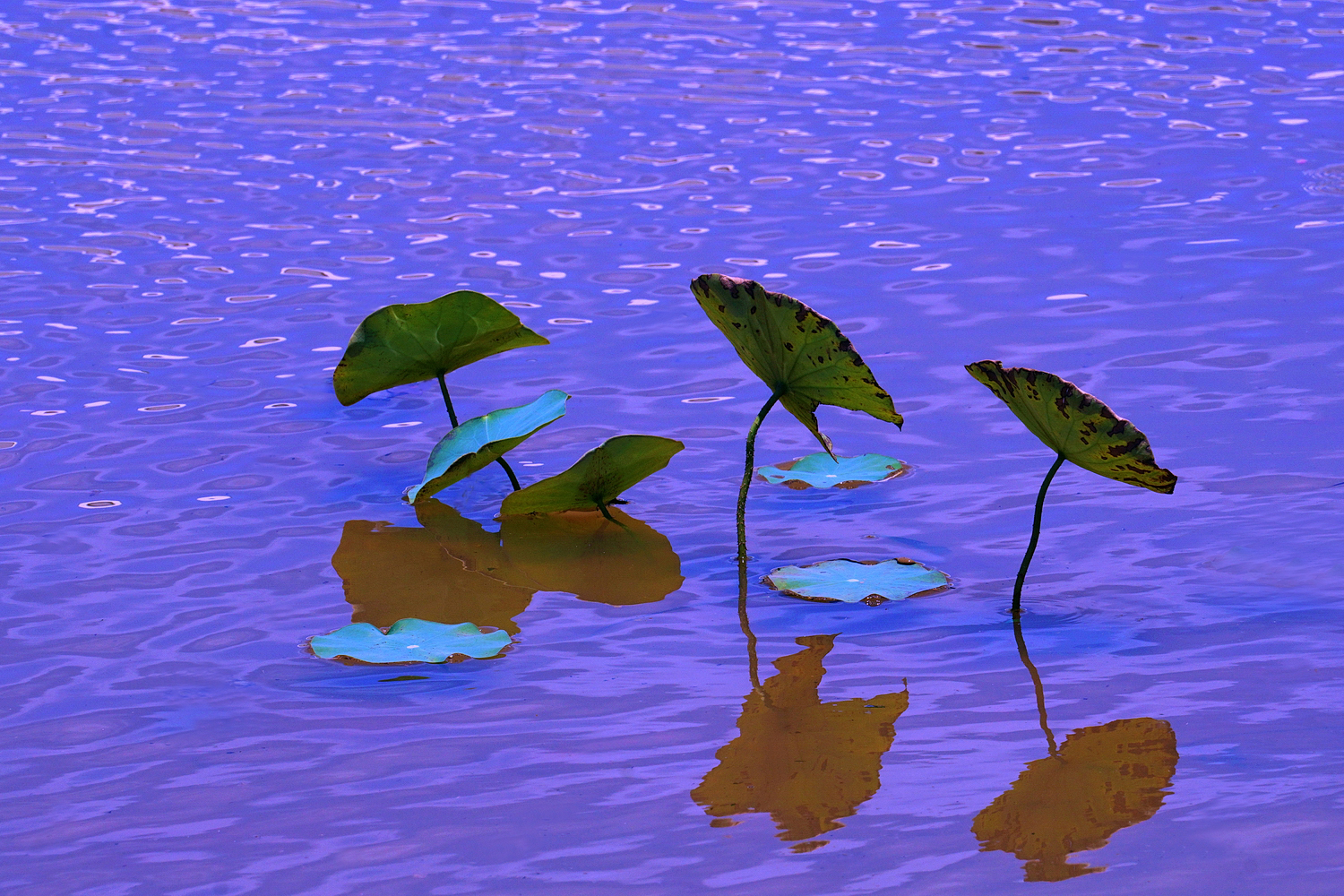 陳永鑑_荷花作品_20250818h.JPG