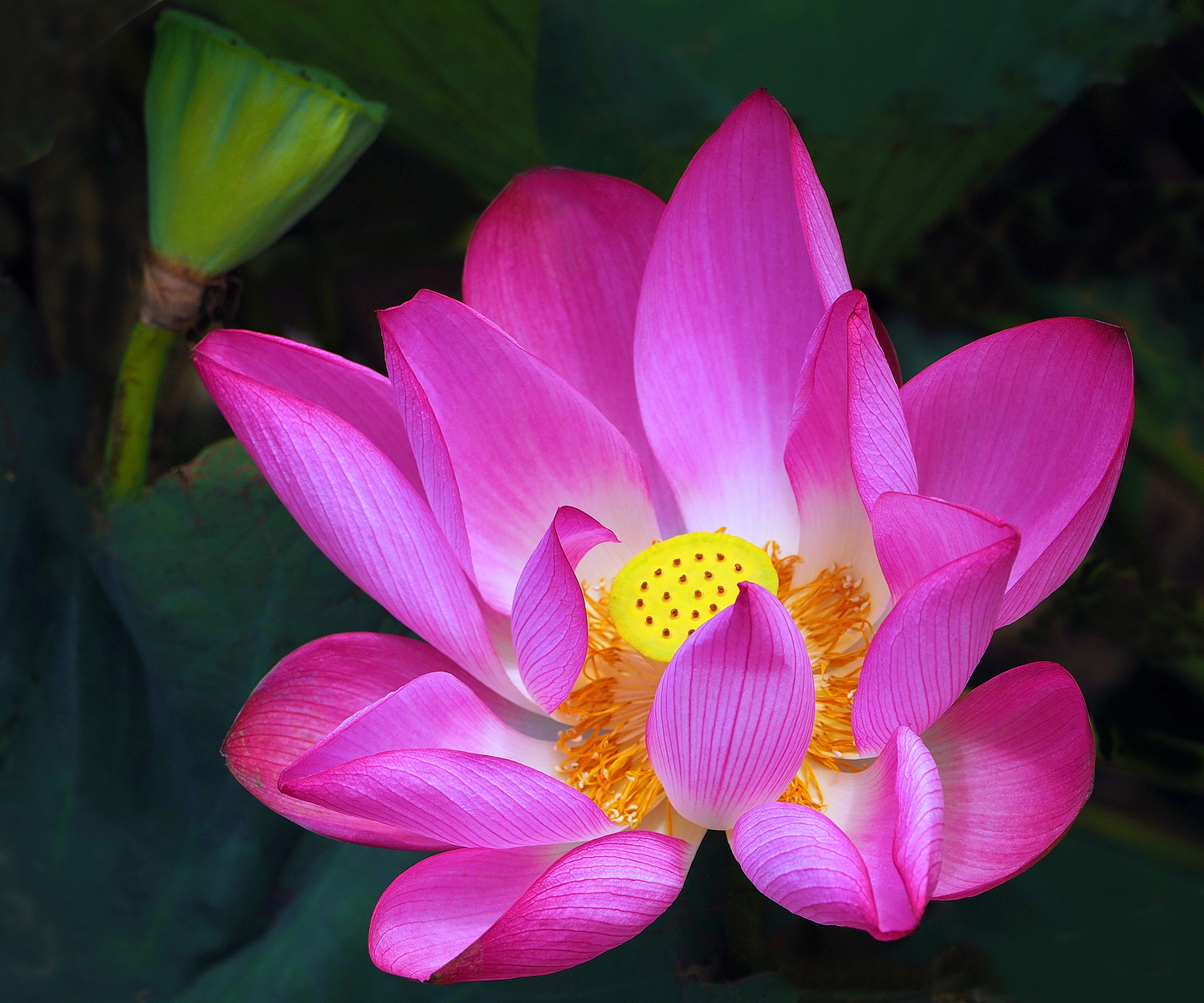 陳永鑑_荷花作品_20250819f.JPG
