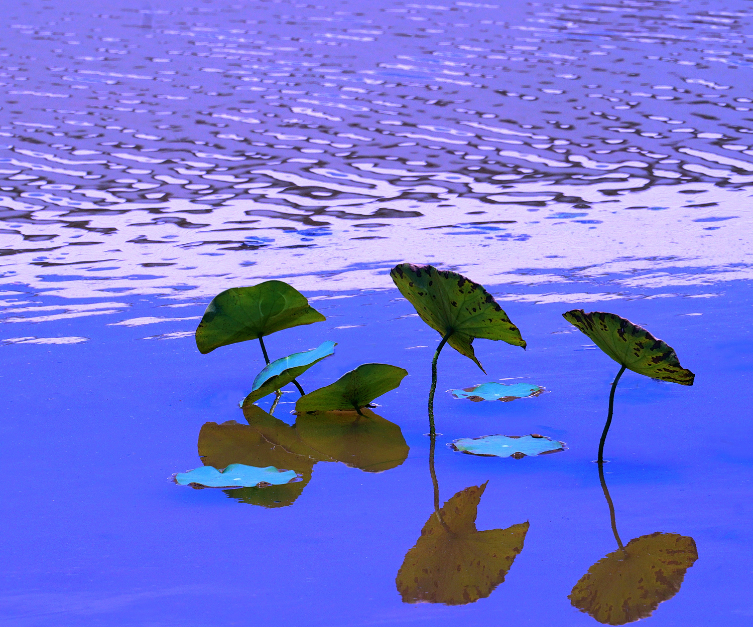 陳永鑑_荷花作品_20250819o.JPG