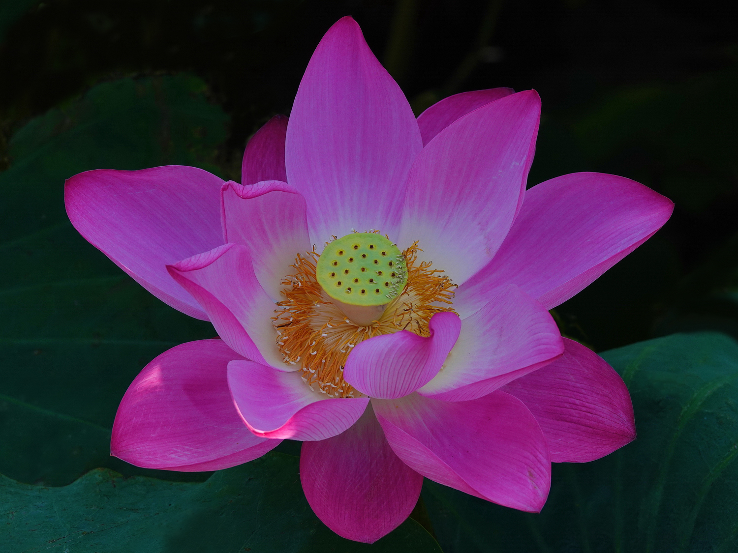 陳永鑑_荷花作品_20250822c.JPG