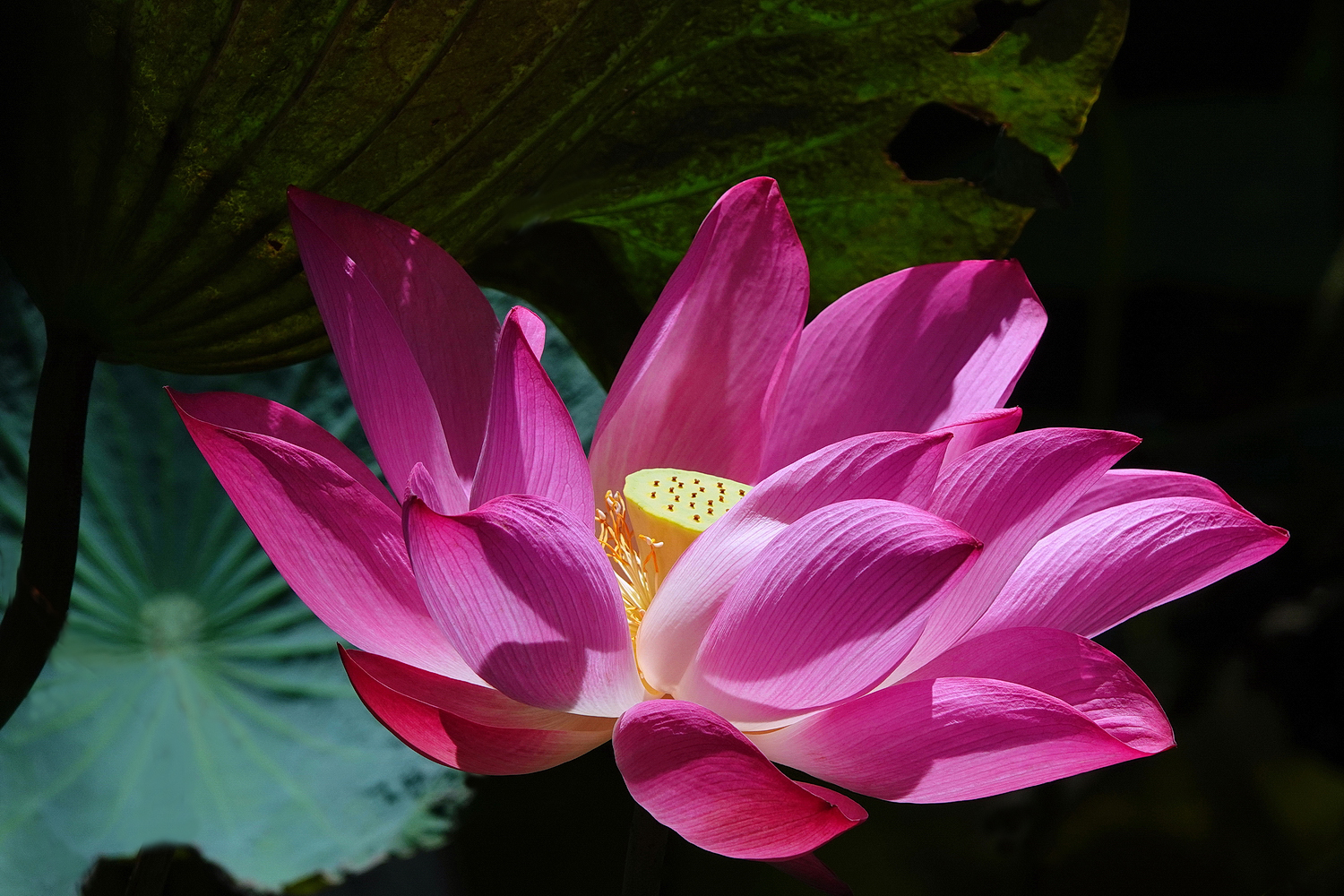 陳永鑑_荷花作品_20250822a.JPG