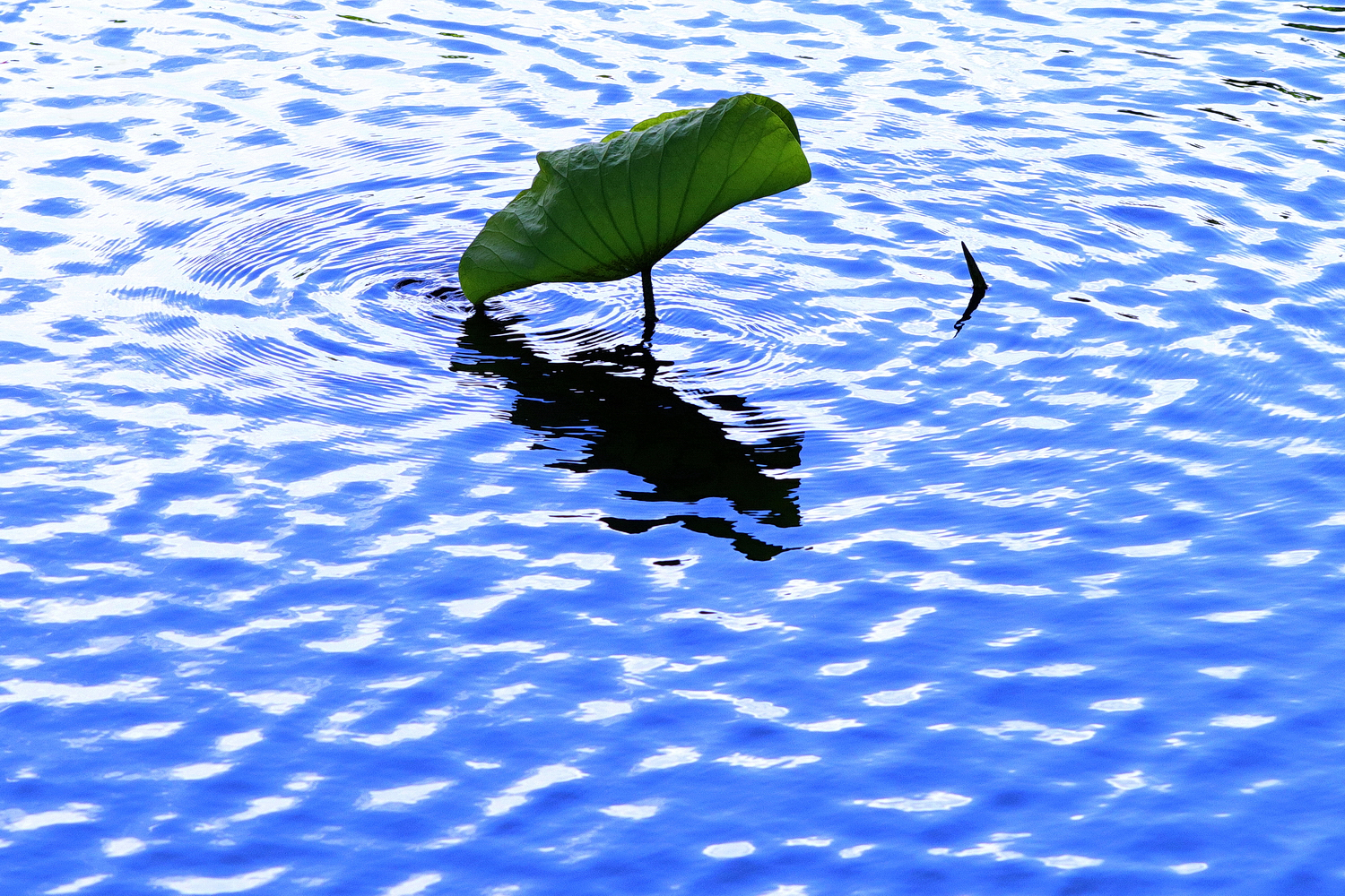 陳永鑑_荷花作品_20250822t.JPG