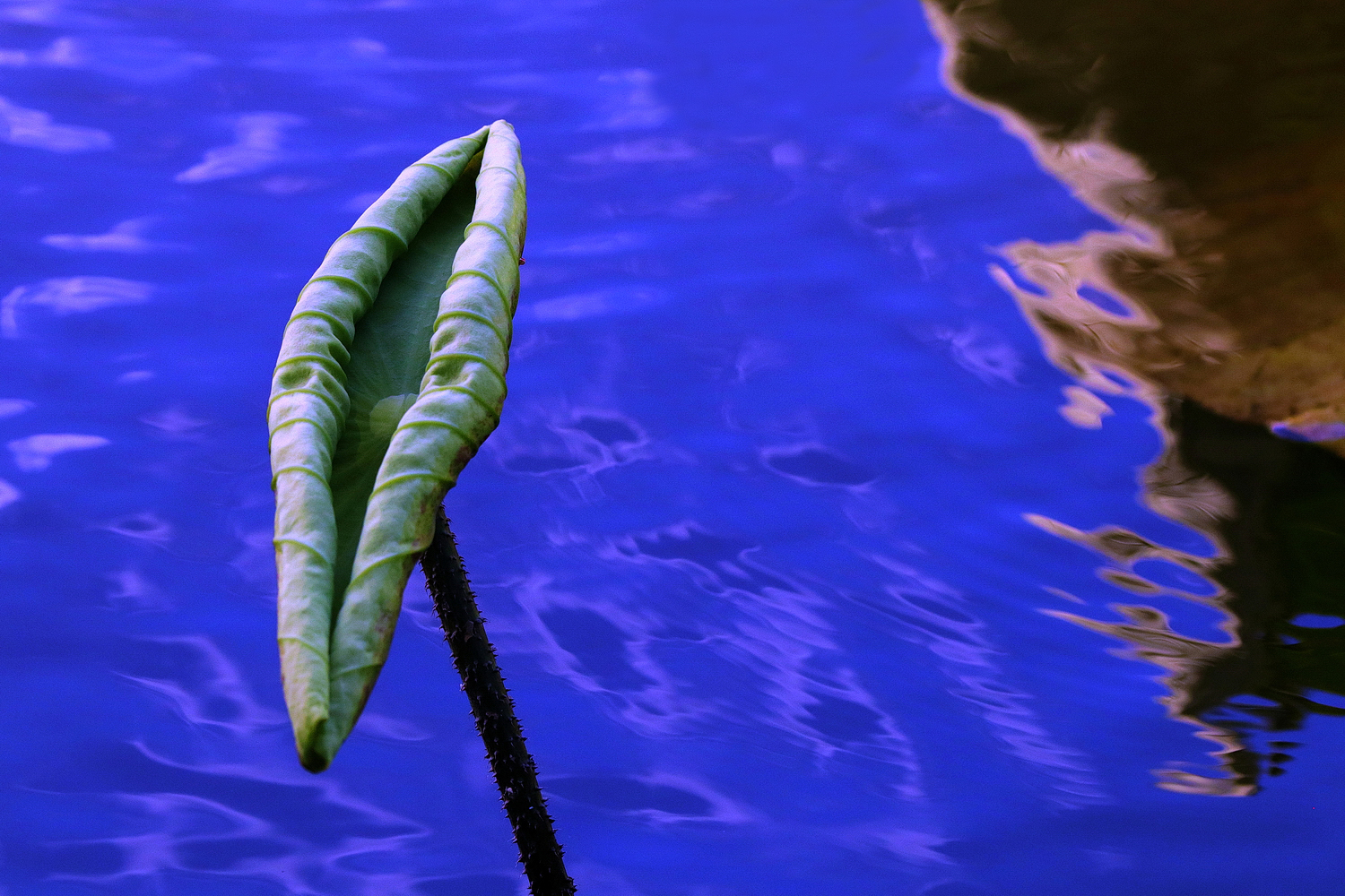 陳永鑑_荷花作品_20250822x.JPG