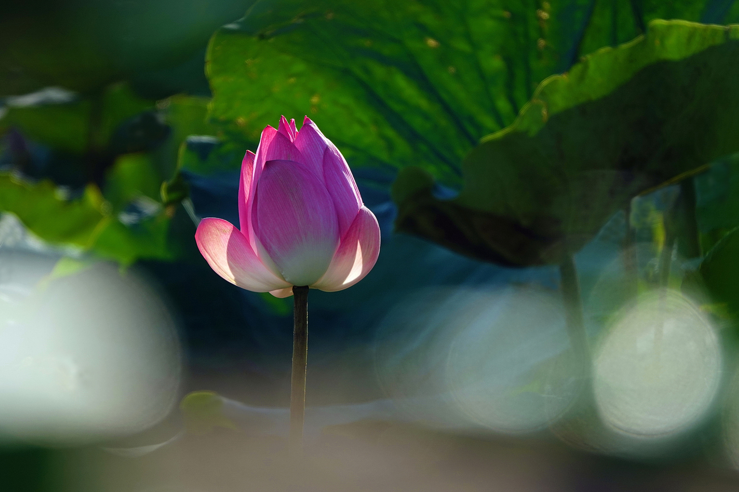陳永鑑_荷花作品_20250824a.JPG