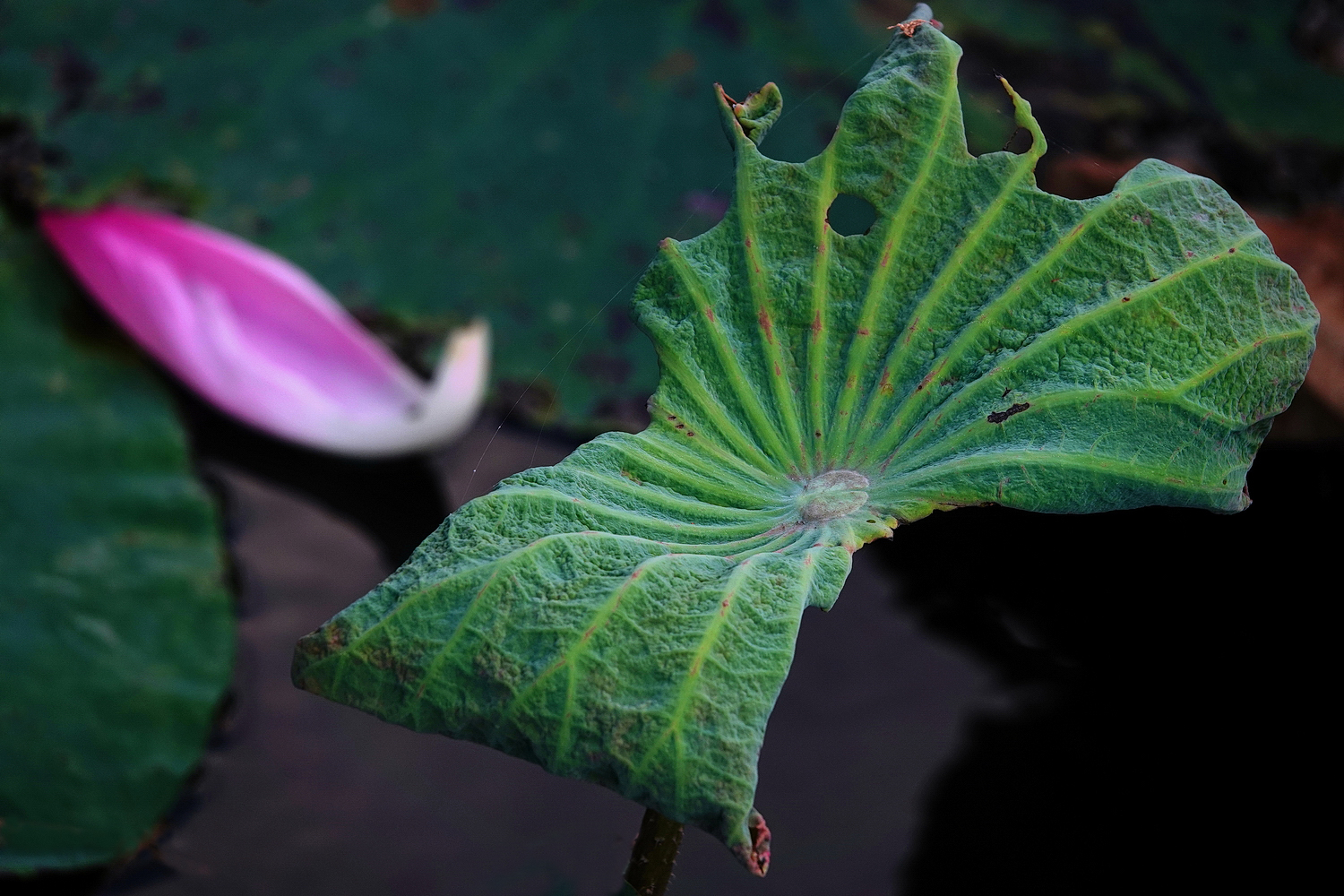 陳永鑑_荷花作品_20250825l.JPG
