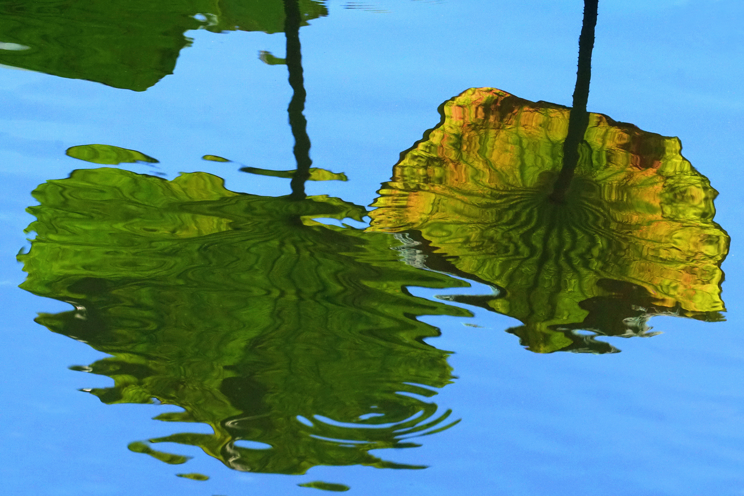 陳永鑑_荷花作品_20250826a.JPG