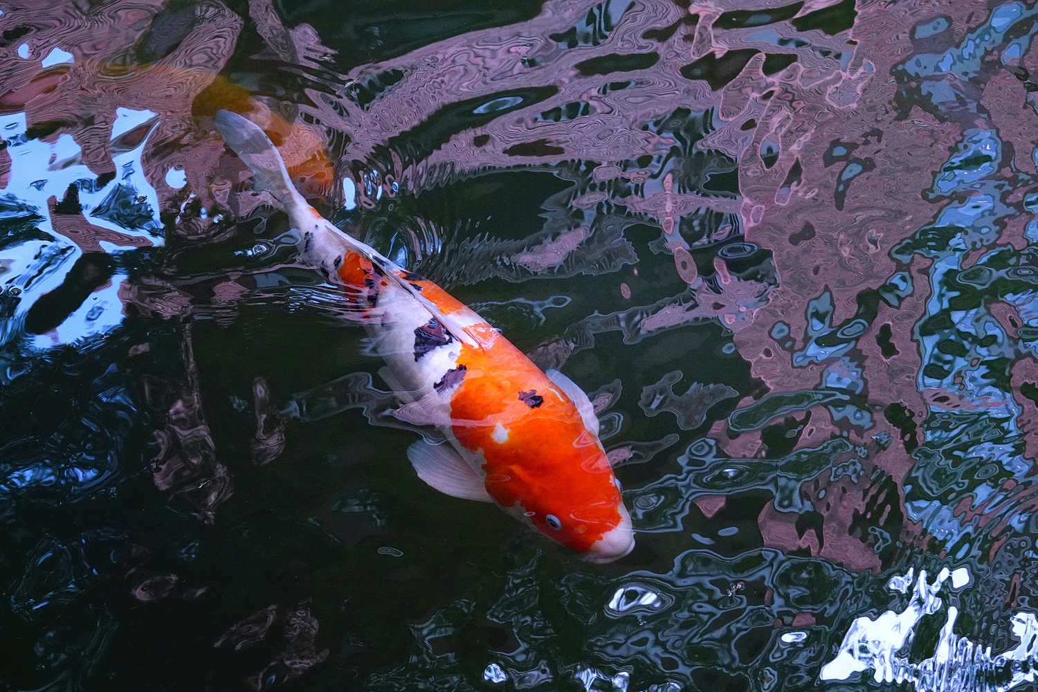 陳永鑑_錦鯉遊緃_20250823a.JPG