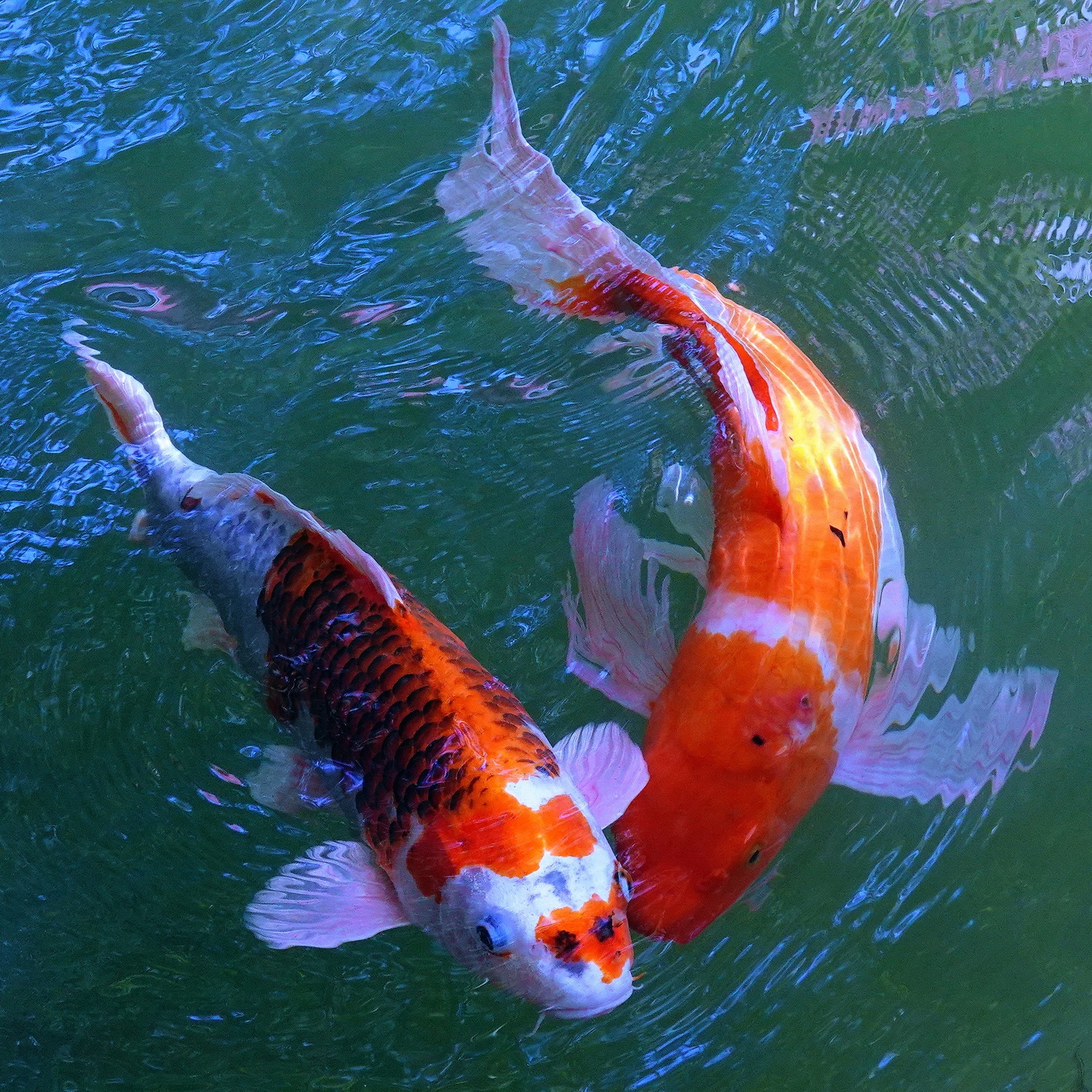 陳永鑑_錦鯉遊緃_20250915h.JPG