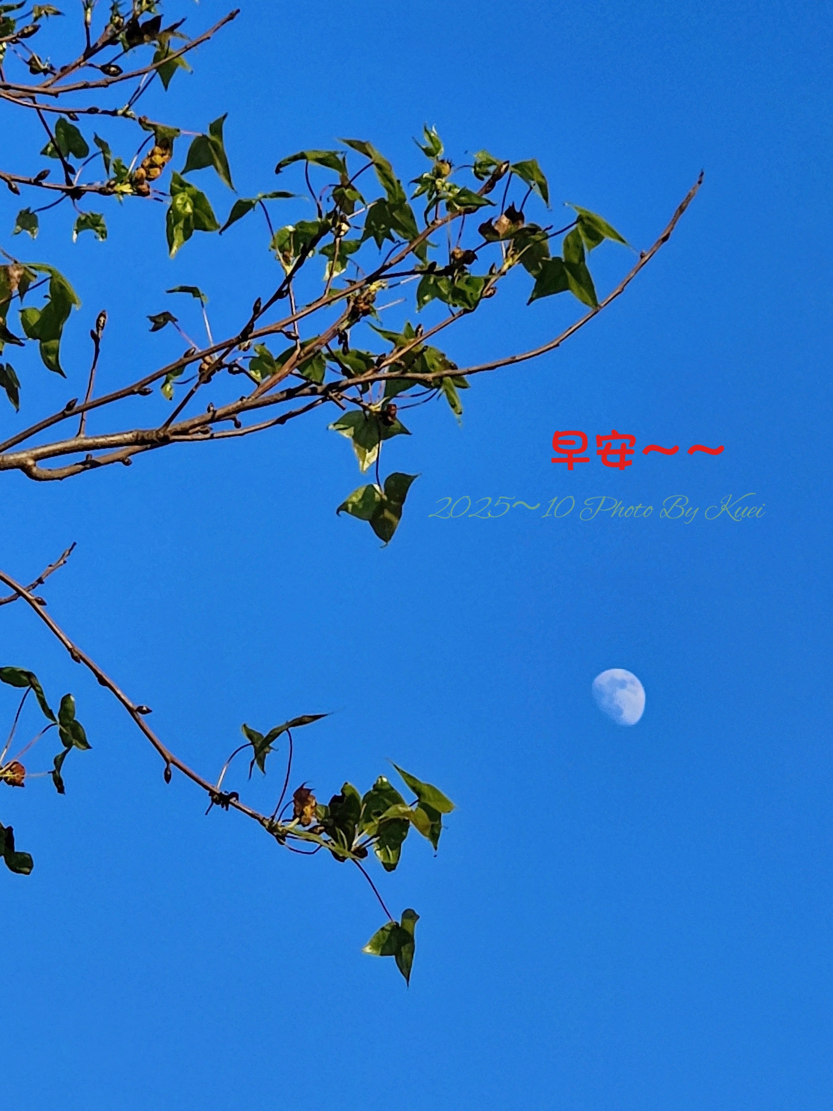 林於貴早安作品20251207.jpg