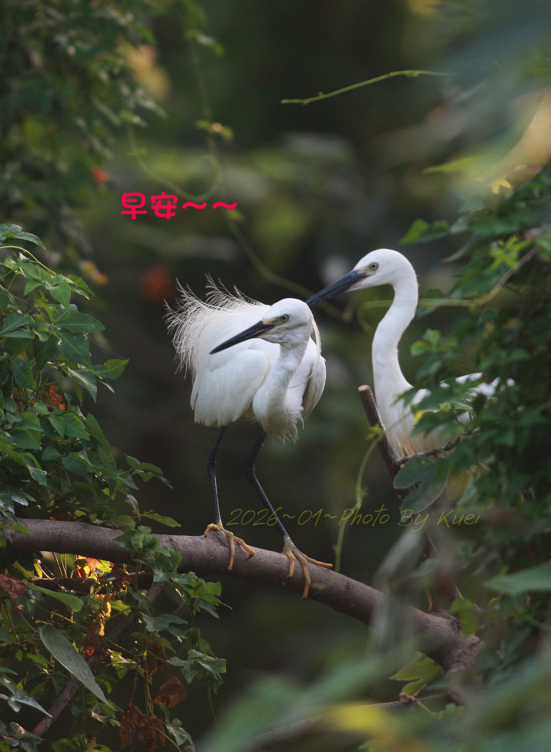 林於貴早安作品20260129.jpg
