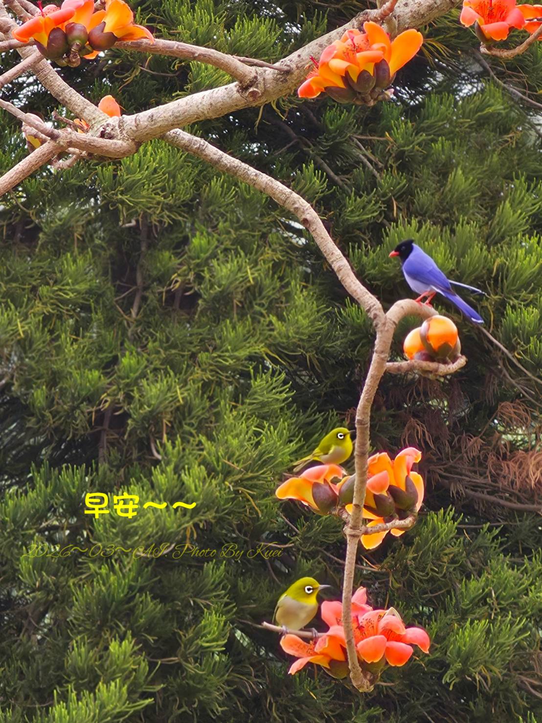 林於貴早安作品20260401.jpg
