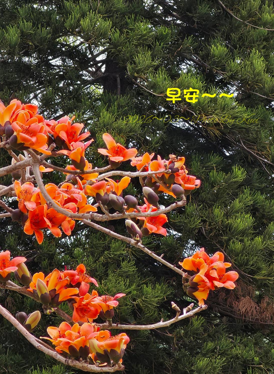 林於貴早安作品20260331.jpg