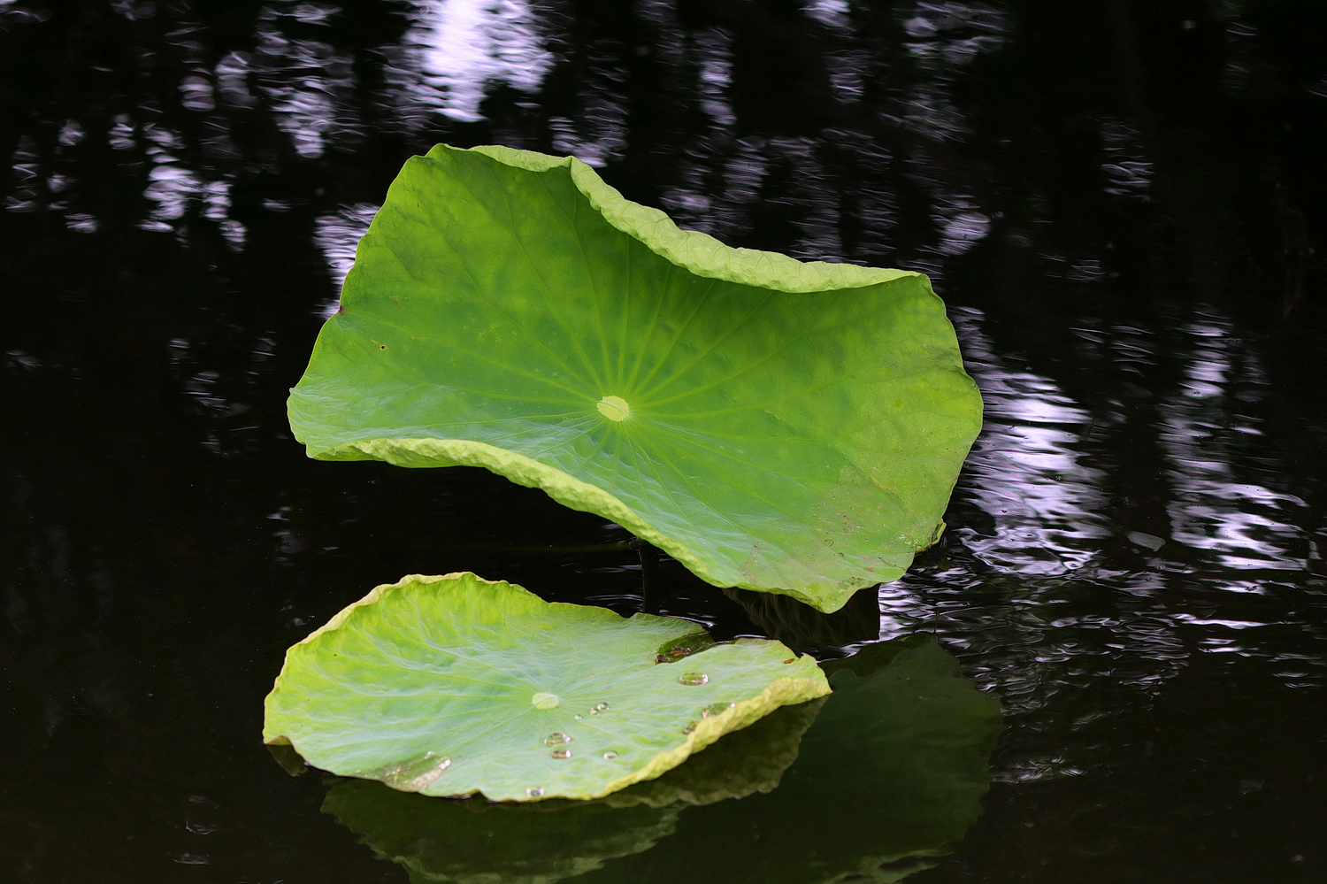 陳永鑑_荷系列_20260331j.jpg