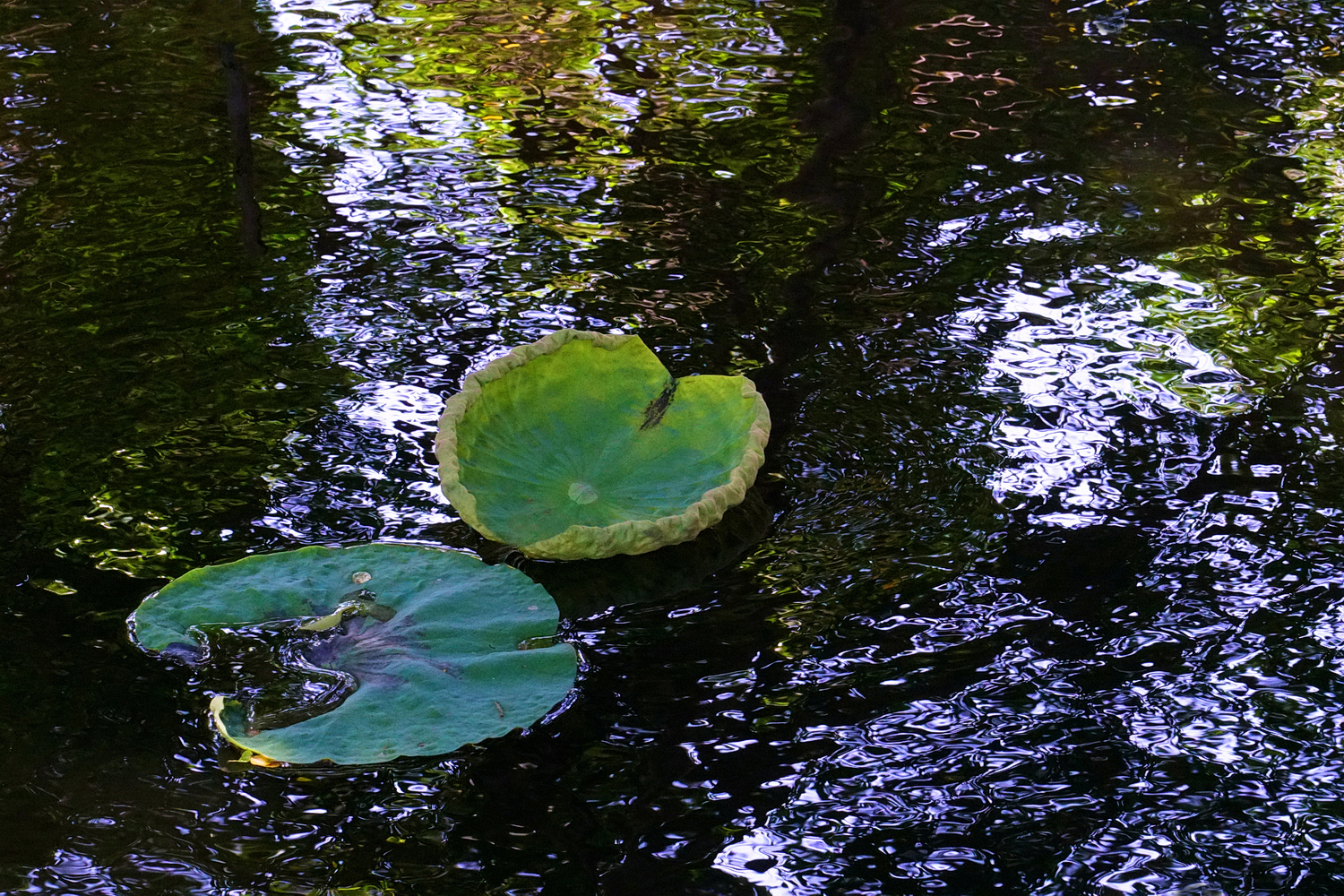 陳永鑑_荷系列_20260408b.jpg