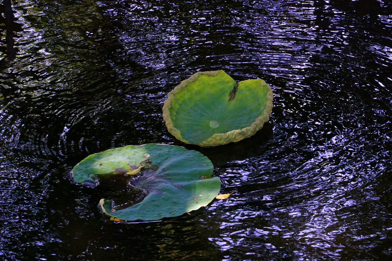 陳永鑑_荷系列_20260407c.jpg