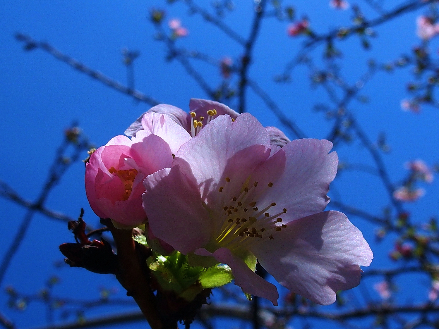 陳永鑑櫻桃花作品20260312f.JPG