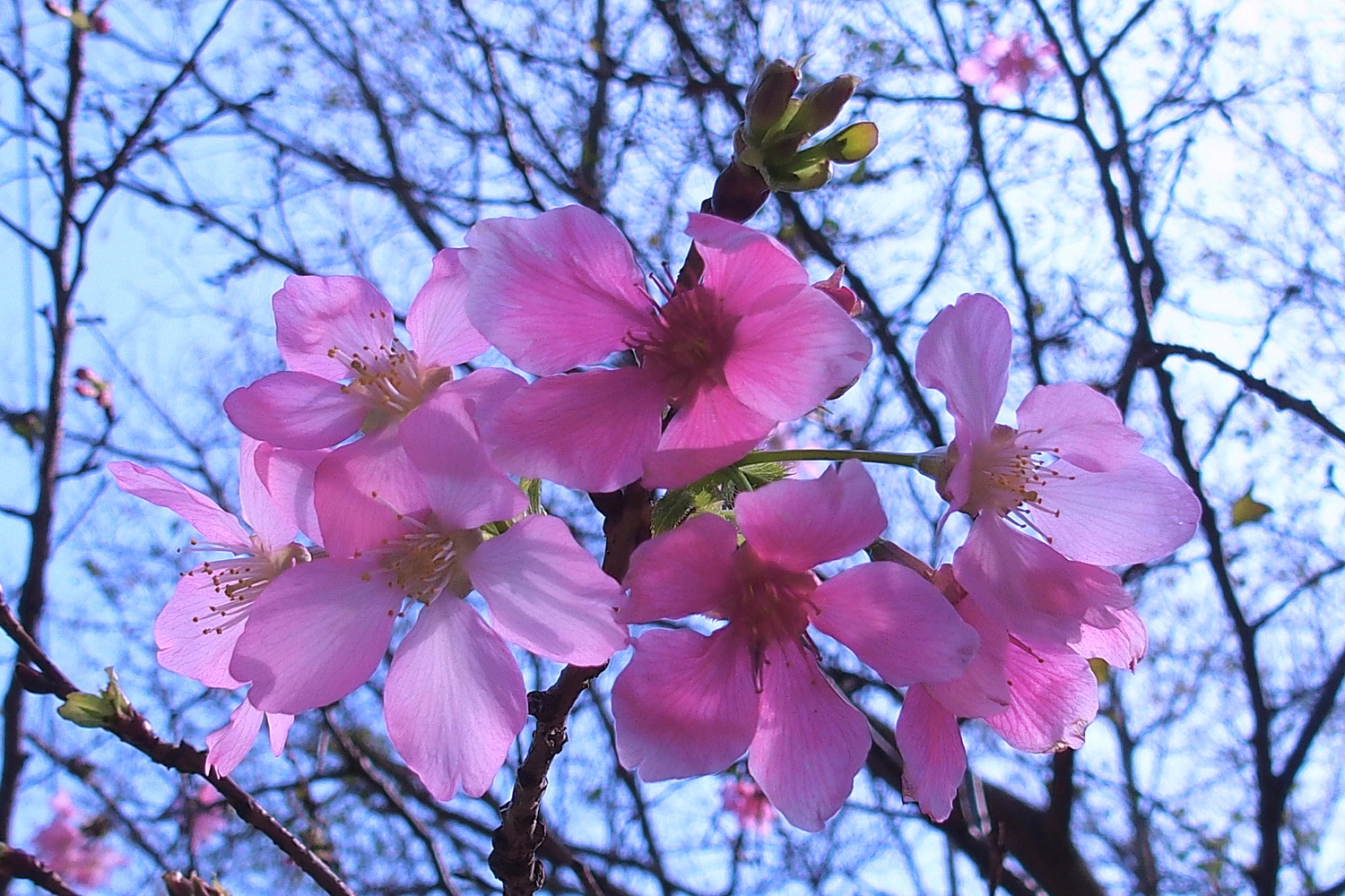 陳永鑑櫻桃花作品20260312p.JPG