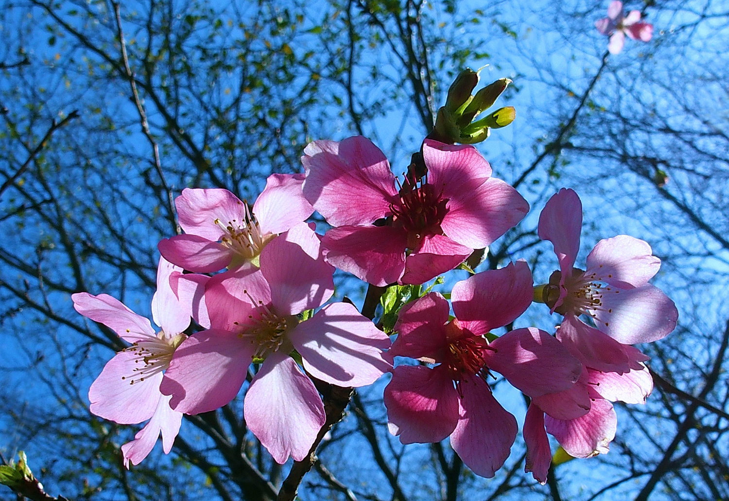 陳永鑑櫻桃花作品20260312n.JPG