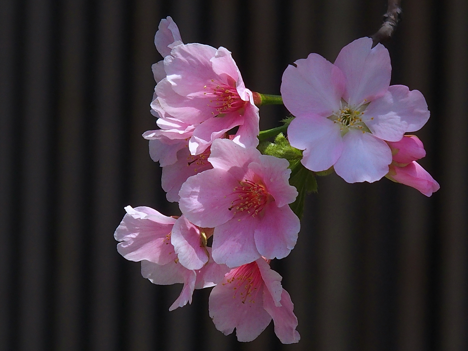 陳永鑑櫻桃花作品20260318b.JPG