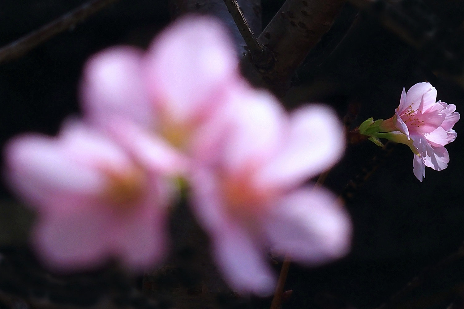 陳永鑑櫻桃花作品20260318d.JPG