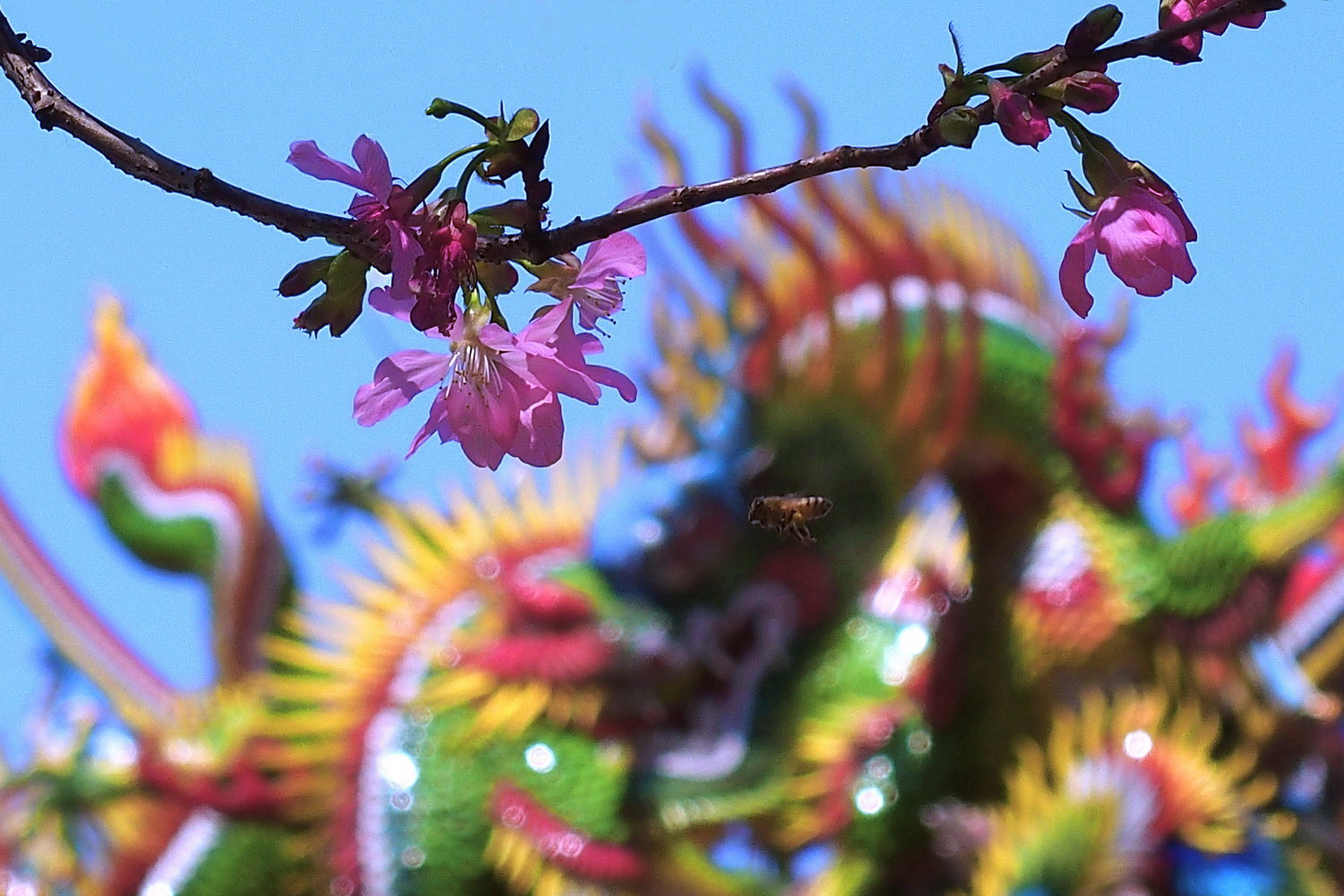 陳永鑑櫻桃花作品20260319f.JPG