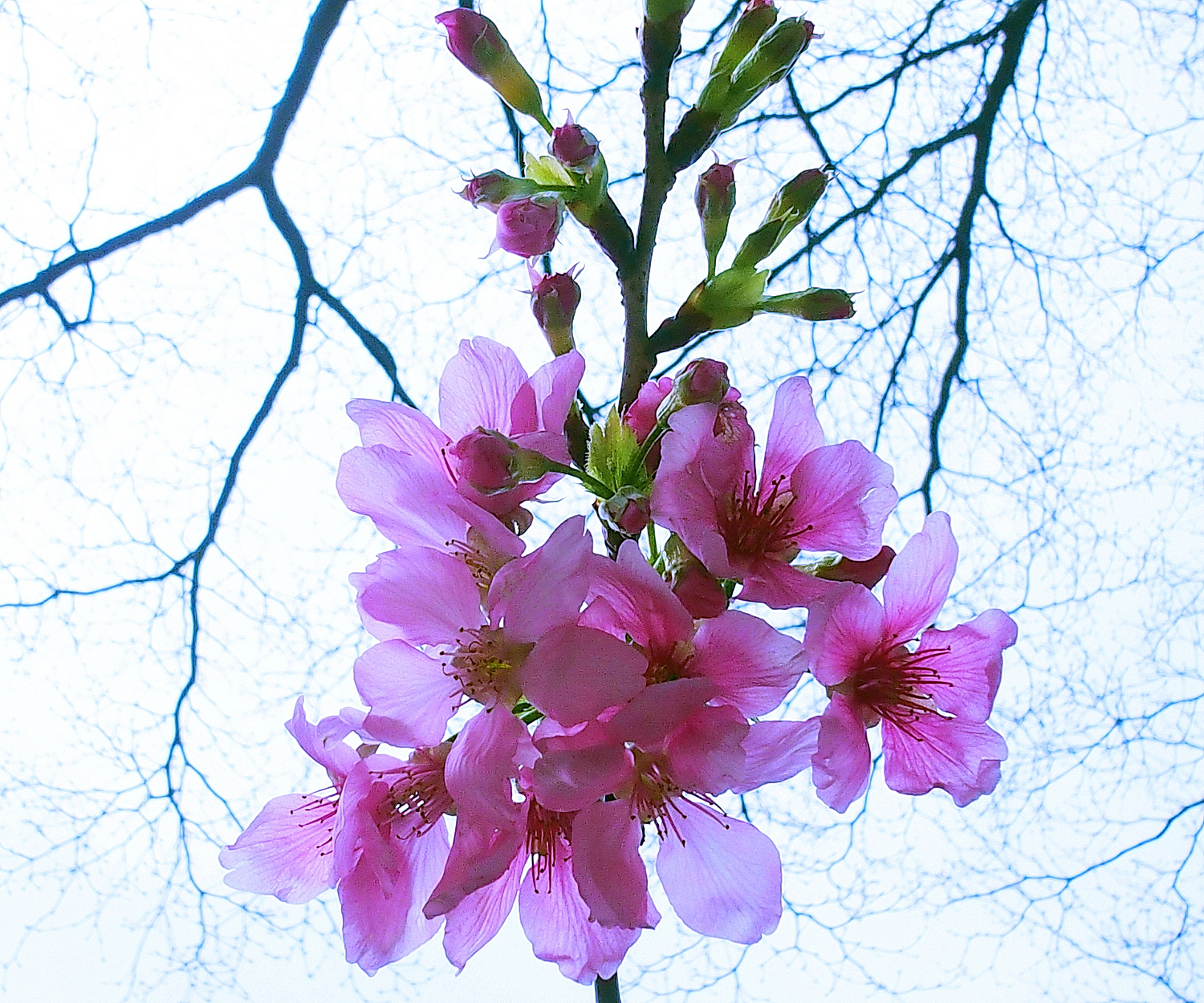 陳永鑑櫻桃花作品20260323m.JPG