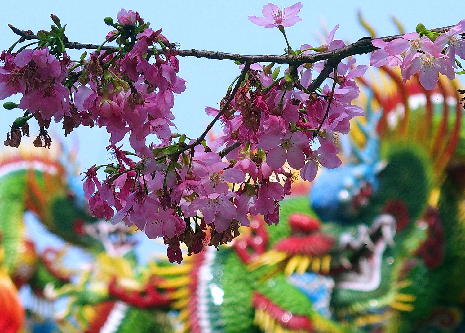 陳永鑑櫻桃花作品20260324z.JPG