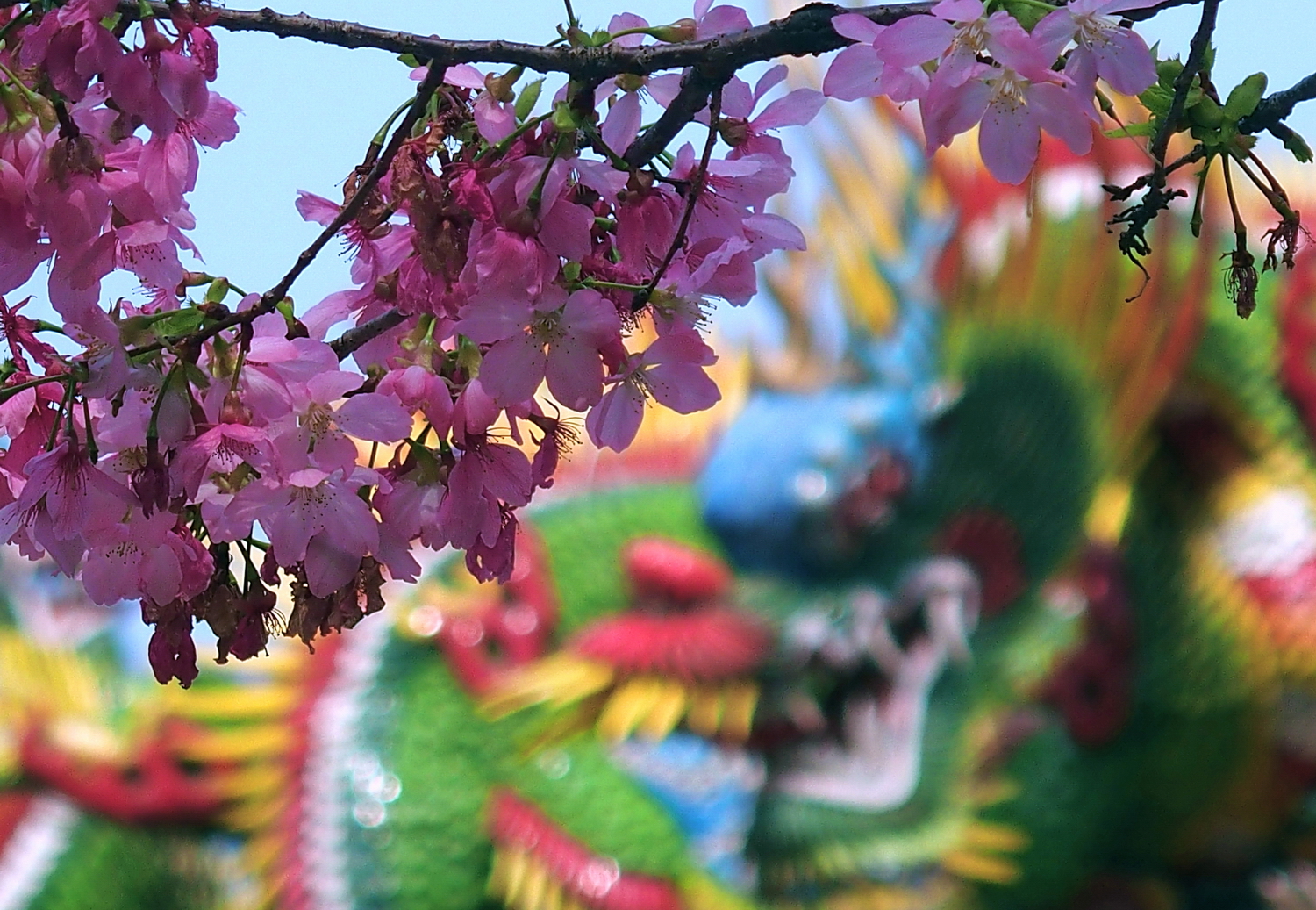 陳永鑑櫻桃花作品20260324z1.JPG