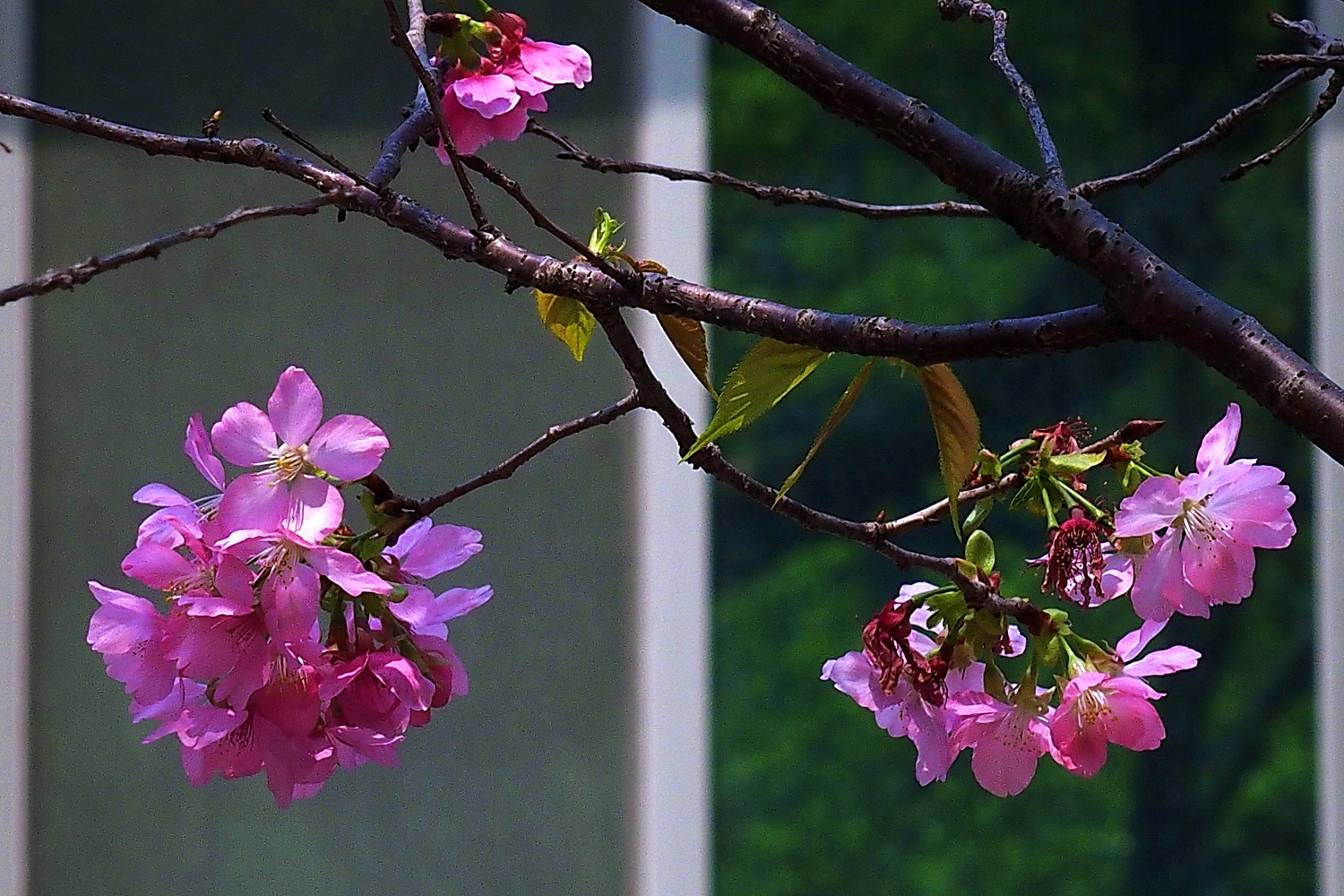 陳永鑑櫻桃花作品20260325i.JPG