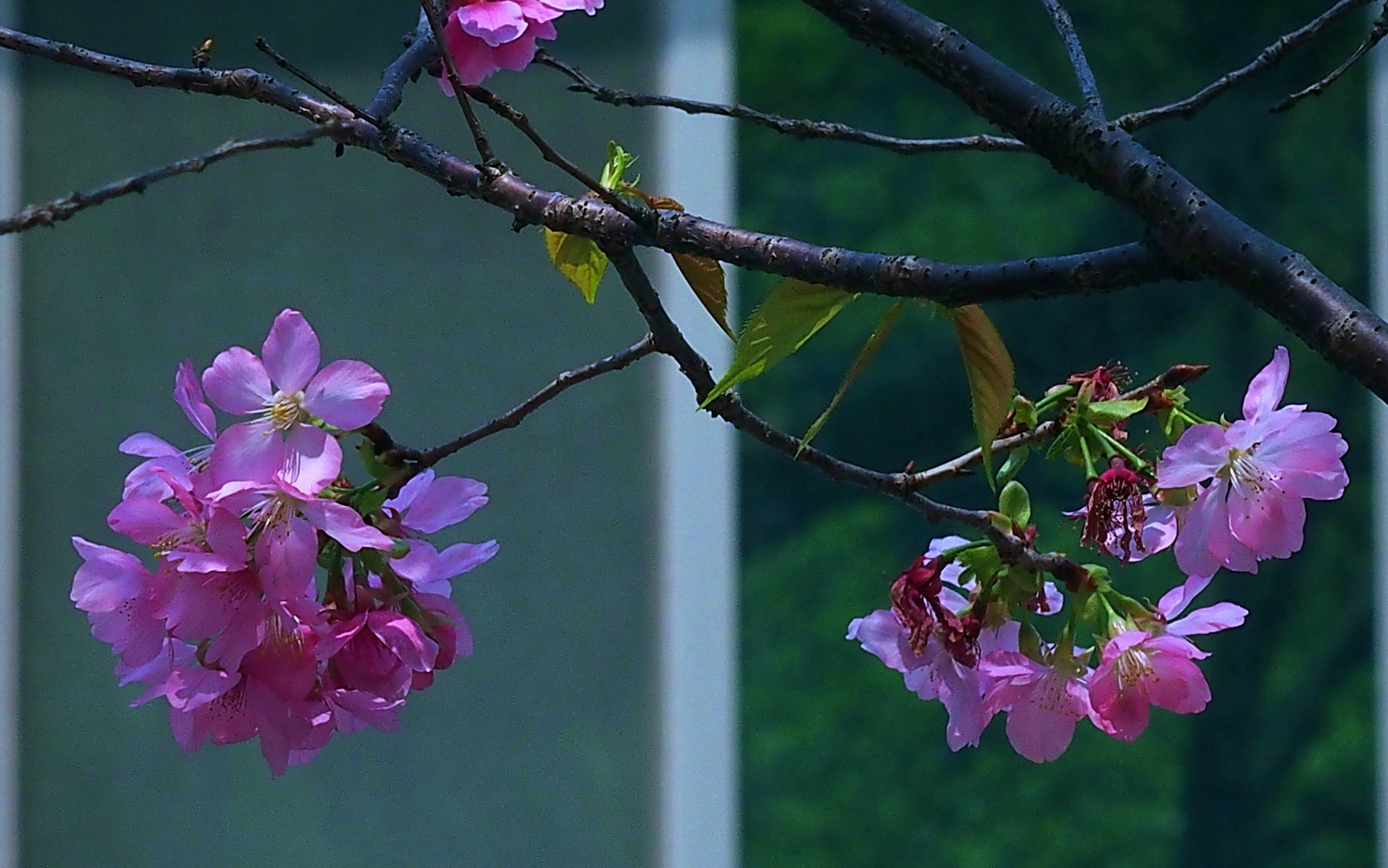 陳永鑑櫻桃花作品20260325h.JPG