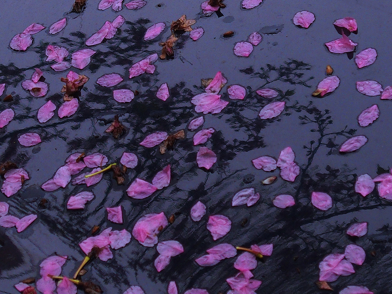 陳永鑑櫻桃花作品20260328i.JPG