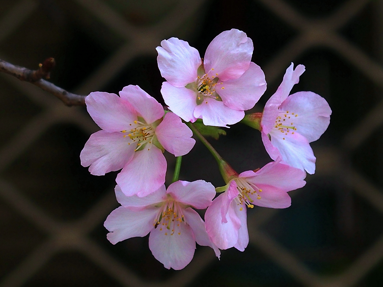 陳永鑑櫻桃花作品20260330f.JPG