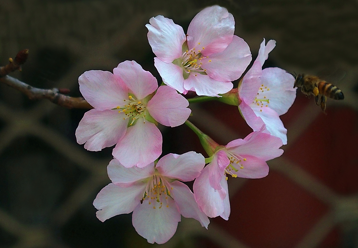 陳永鑑櫻桃花作品20260330d.JPG