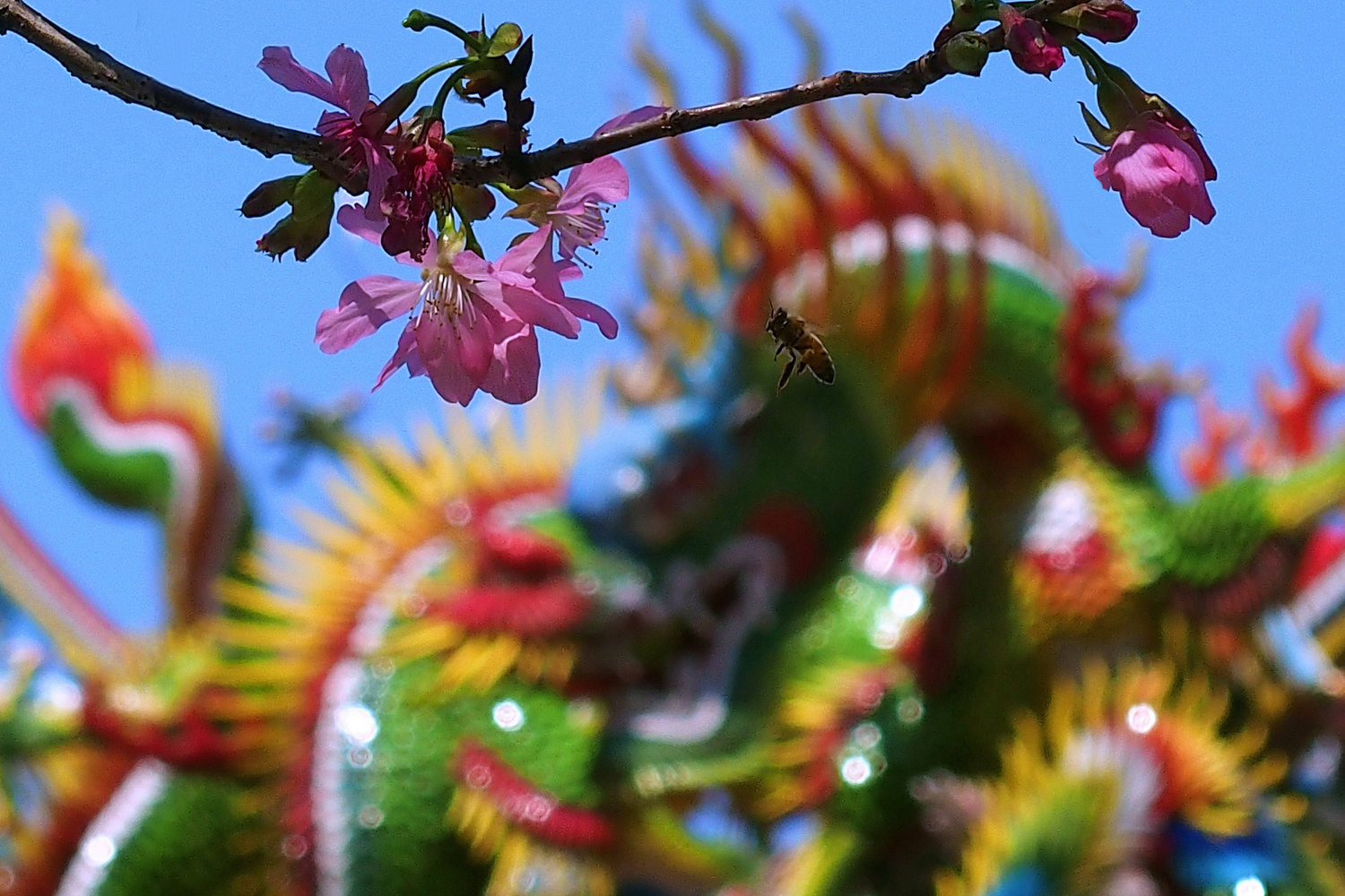 陳永鑑櫻桃花作品20260330m.JPG