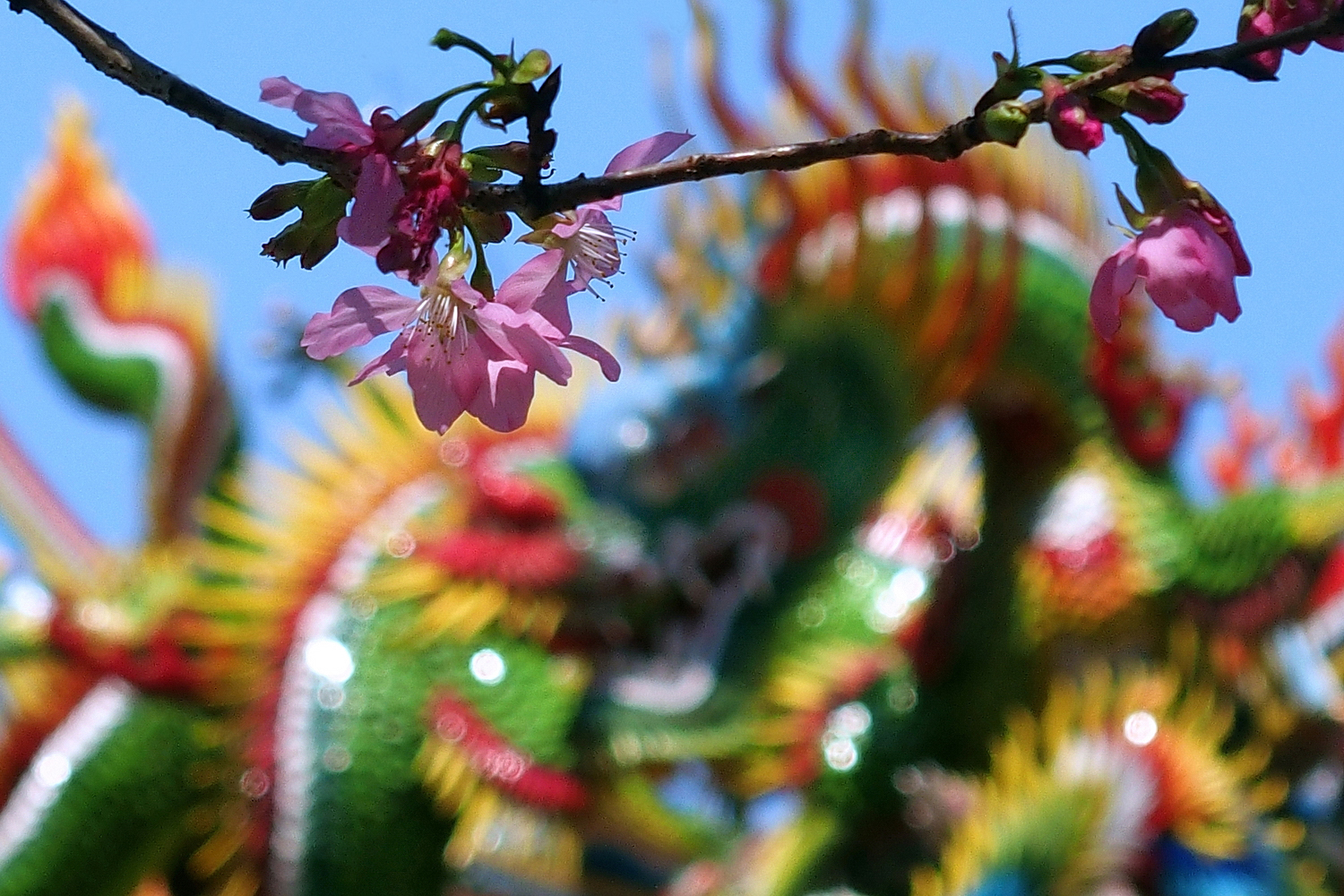 陳永鑑櫻桃花作品20260330l.JPG