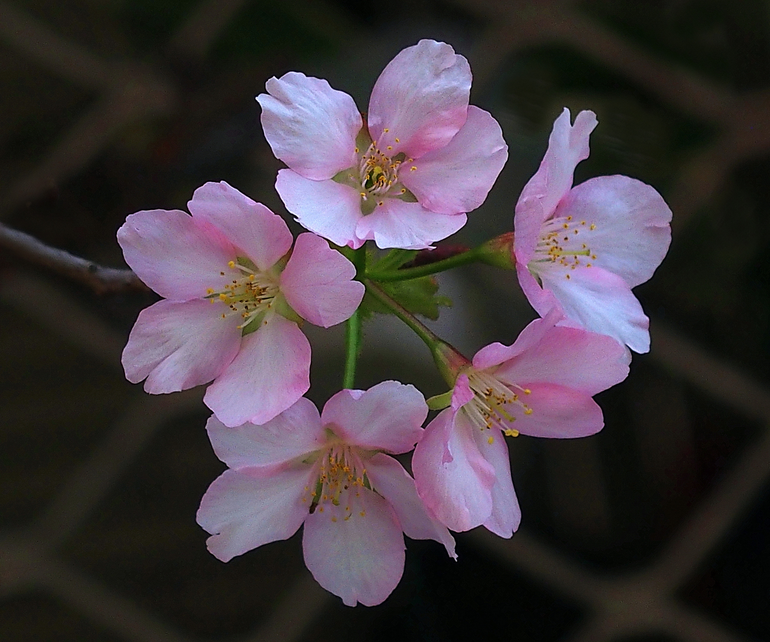 陳永鑑櫻桃花作品20260330j.JPG