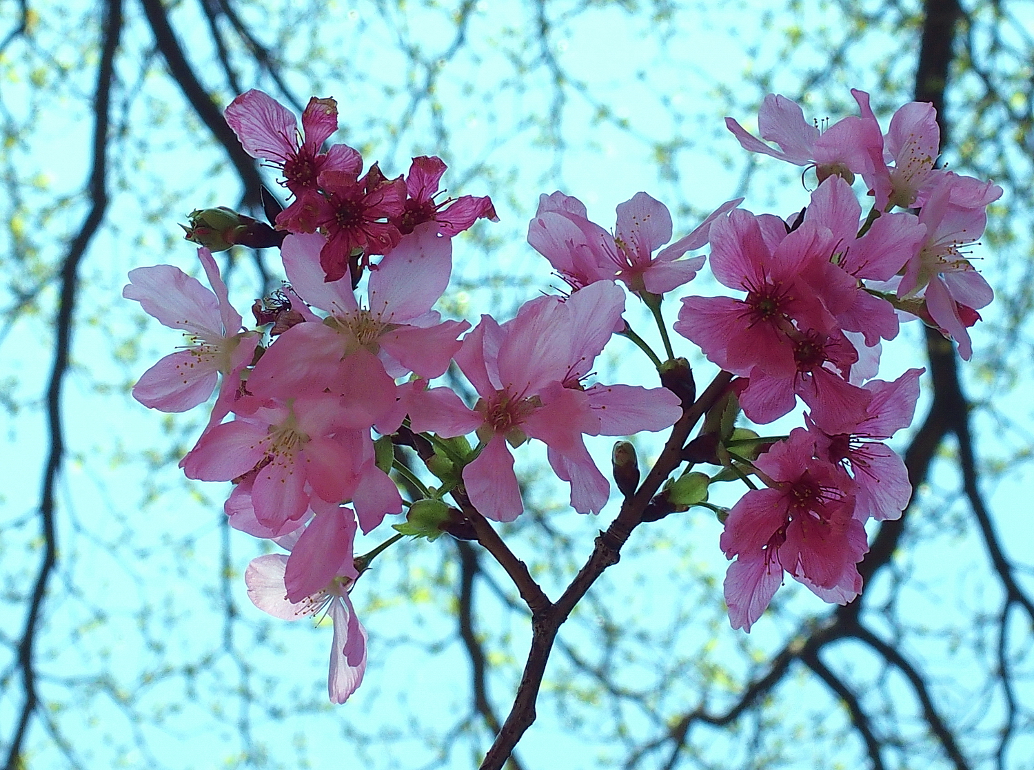 陳永鑑櫻桃花作品20260330r.JPG