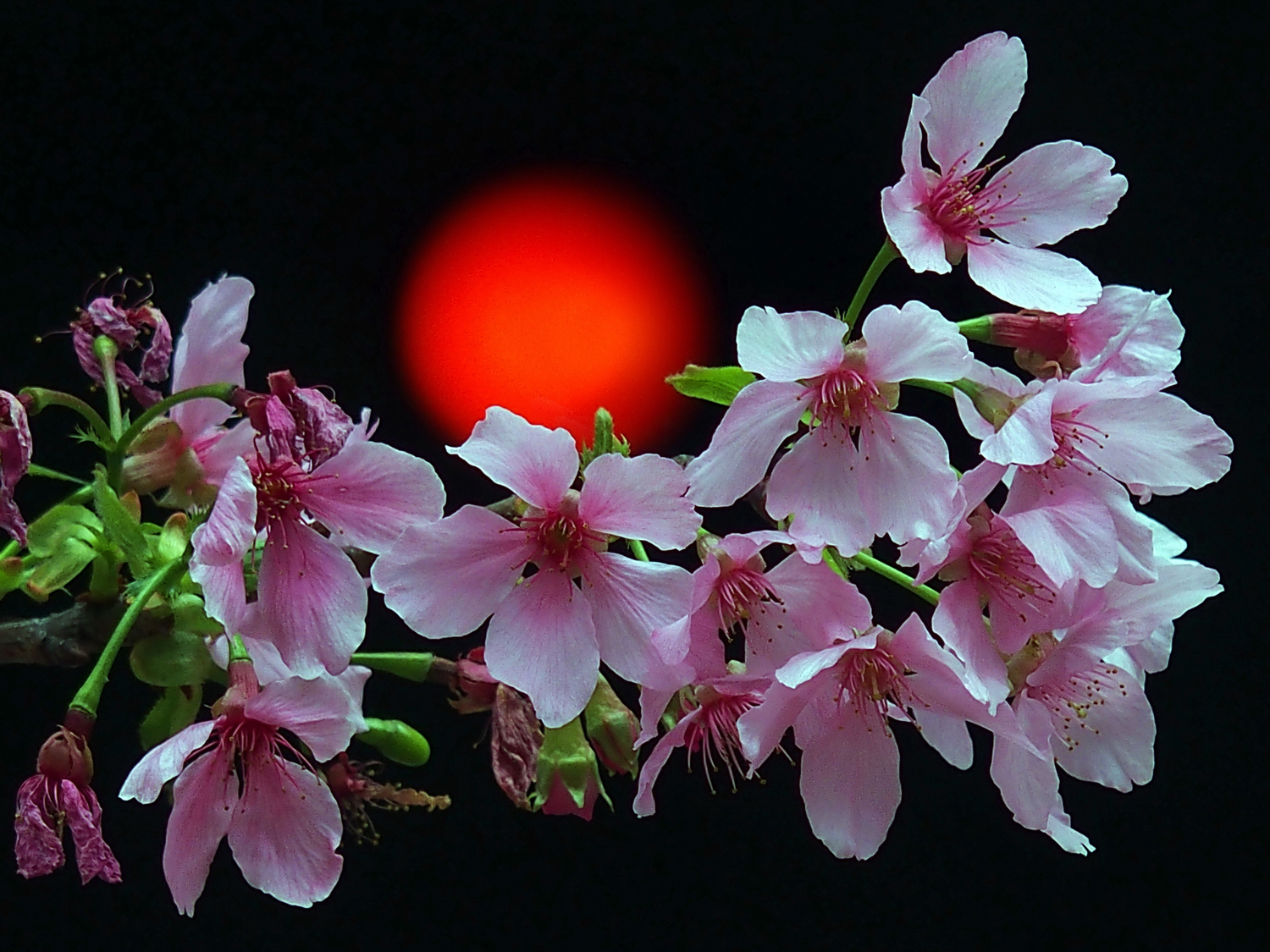 陳永鑑櫻桃花作品20260403c.JPG