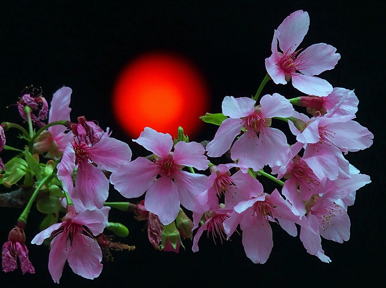 陳永鑑櫻桃花作品20260403b.JPG