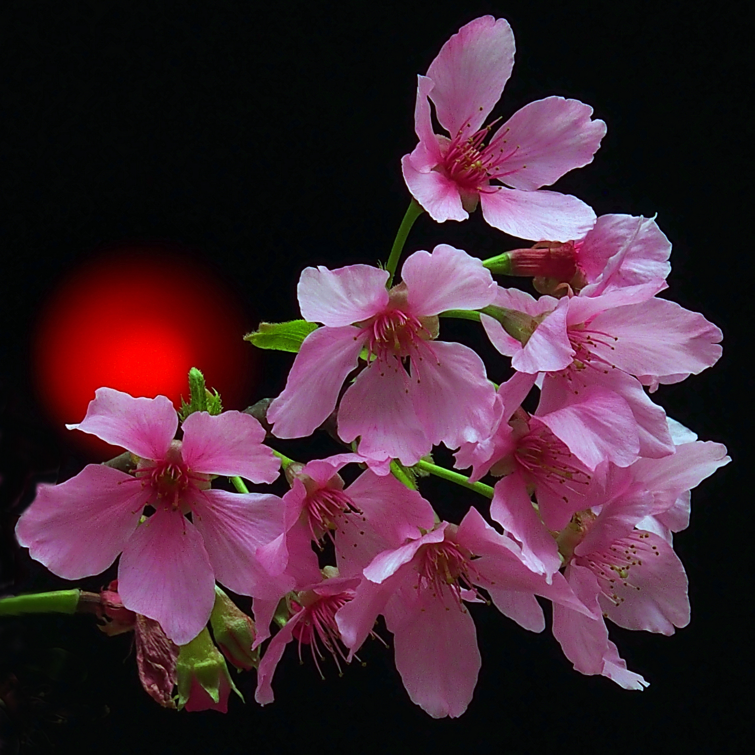 陳永鑑櫻桃花作品20260403a.JPG