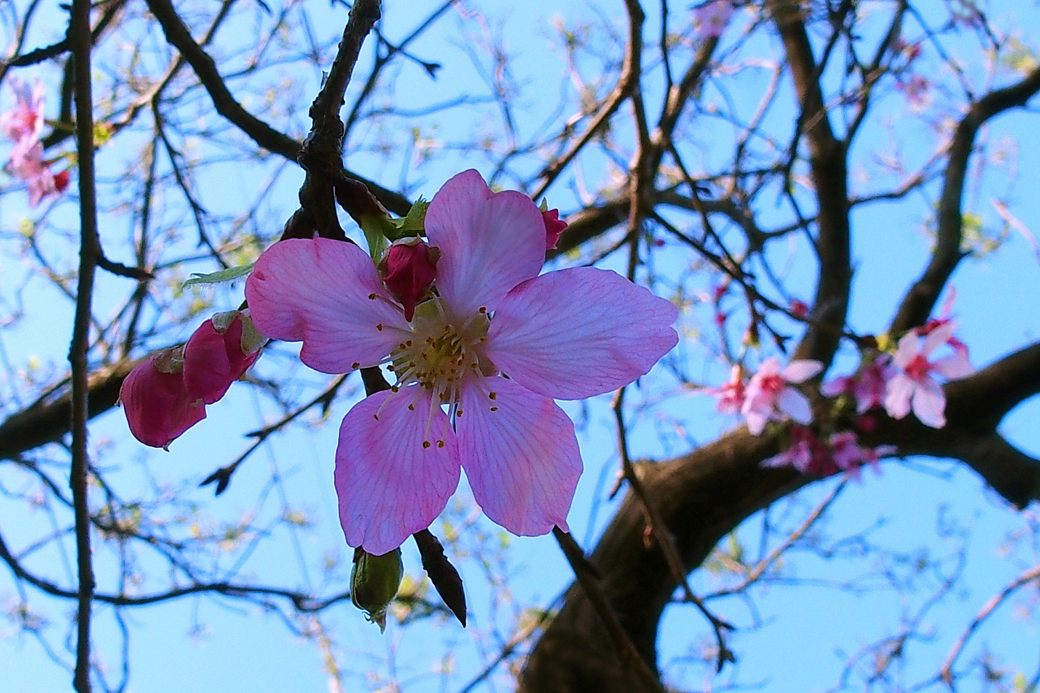 陳永鑑櫻桃花作品20260407n.JPG