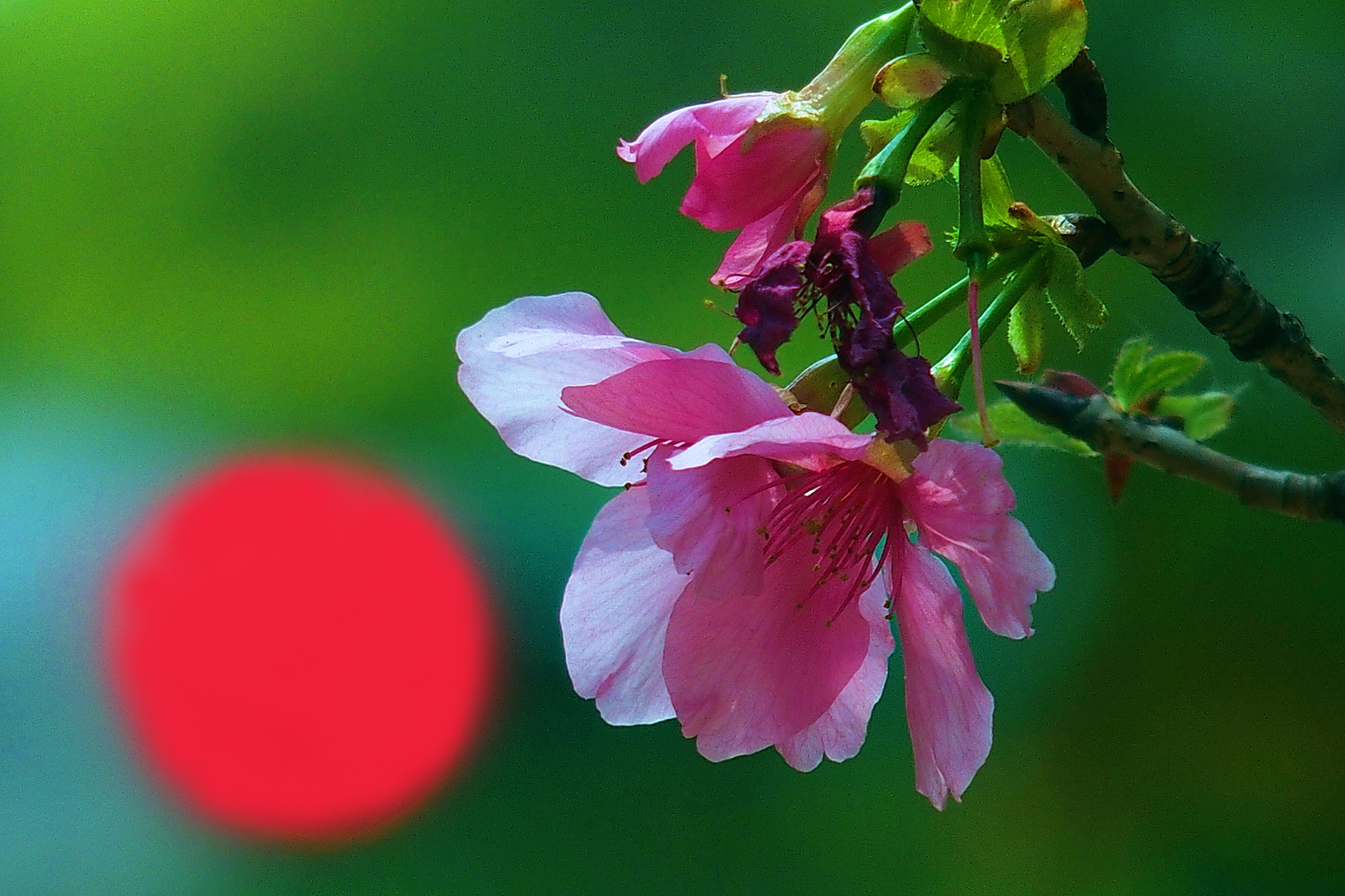 陳永鑑櫻桃花作品20260407x.JPG