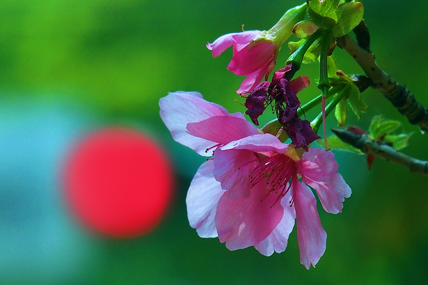陳永鑑櫻桃花作品20260407w.JPG