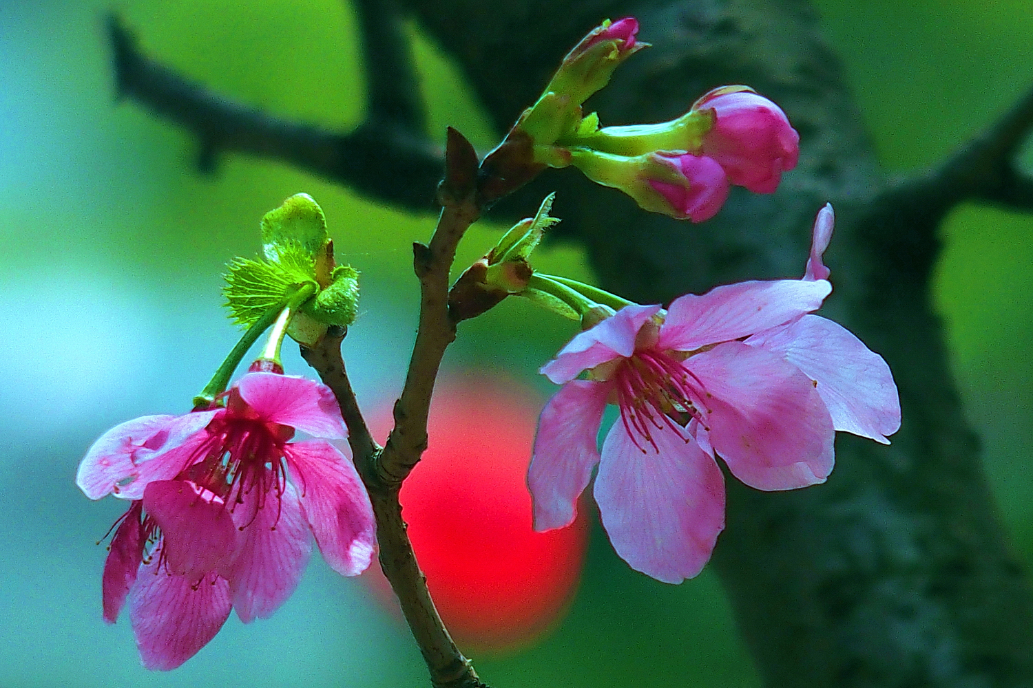 陳永鑑櫻桃花作品20260407z1.JPG