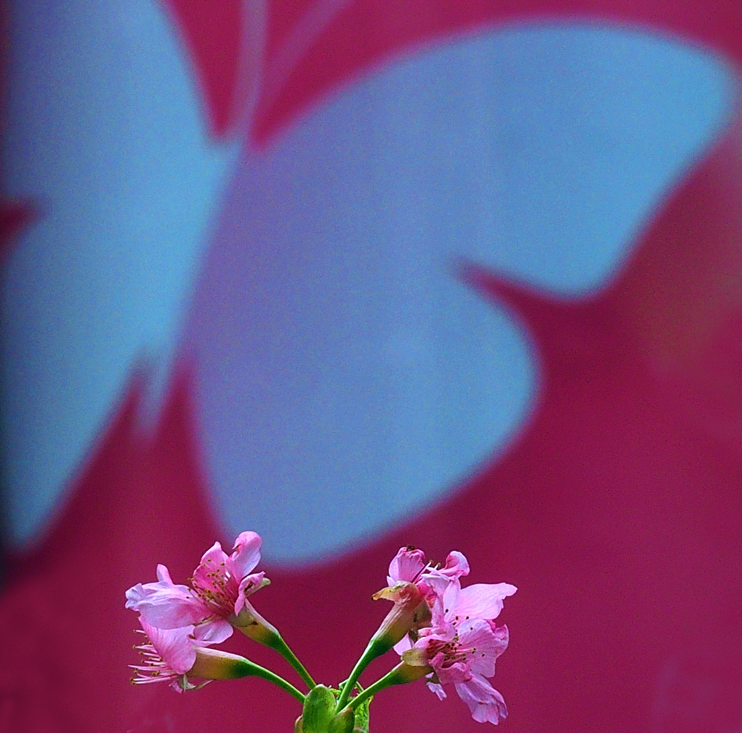 陳永鑑櫻桃花作品20260410j.JPG